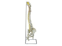 Elastyczny model kręgosłupa Rüediger Anatomie